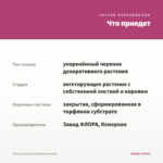 Тимьян Archers Gold Вариегатный — что приедет