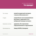 Тимьян Фаустини — что приедет