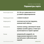 Тимьян Фаустини (срез/5шт) — параметры сорта
