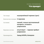 Тимьян Фаустини (срез/5шт) — что приедет