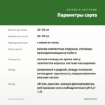 Тимьян Goldy (0,1л) — параметры сорта