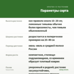 Тимьян Goldy — параметры сорта