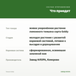 Тимьян Goldy — что приедет