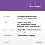 Тимьян Limone — что приедет