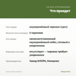 Тимьян Limone (срез/5шт) — что приедет