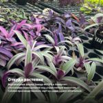 Традесканция Белоцветковая Albovittata (0,1л) — откуда растение: вертикальная ферма Завода ФЛОРА в Кемерово