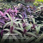 Традесканция Белоцветковая Albovittata (0,1л) — откуда растение: вертикальная ферма Завода ФЛОРА в Кемерово