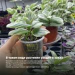 Традесканция Белоцветковая Albovittata (0,1л) — в таком виде растение уходит в заказ