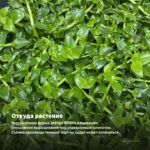 Традесканция Белоцветковая Albovittata — откуда растение: вертикальная ферма Завода ФЛОРА в Кемерово