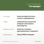 Традесканция Белоцветковая Albovittata — что приедет