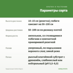 Традесканция Callisia Еlegans — параметры сорта