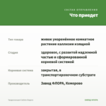 Традесканция Callisia Еlegans — что приедет