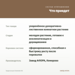 Традесканция Chokolate Hill — что приедет