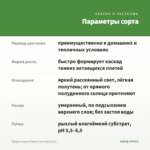 Традесканция Gibasis Jose Puig (0,1л) — параметры сорта