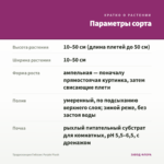 Традесканция Гибазис Purple Plush — параметры сорта