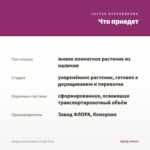 Традесканция Гибазис Purple Plush — что приедет