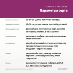 Традесканция Гибазис Purple Plush (срез/3шт) — параметры сорта