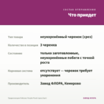 Традесканция Гибазис Purple Plush (срез/3шт) — что приедет