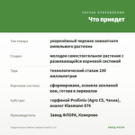 Традесканция Гибазис вариегатный (0,1л) — что приедет