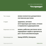 Традесканция Green Hill — что приедет