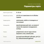 Традесканция Нанук — параметры сорта