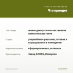 Традесканция Нанук — что приедет