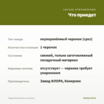 Традесканция Нанук (срез/1шт) — что приедет