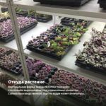 Традесканция Приречная — откуда растение: вертикальная ферма Завода ФЛОРА в Кемерово