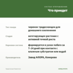 Традесканция Приречная — что приедет
