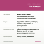 Традесканция Purple Heart — что приедет