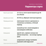 Традесканция Purple Heart (срез/1шт) — параметры сорта