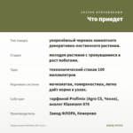 Традесканция Rainbow Hill (0,1л.) — что приедет