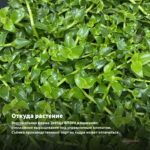 Традесканция Rainbow Hill (срез/3шт) — откуда растение: вертикальная ферма Завода ФЛОРА в Кемерово