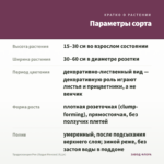 Традесканция Рео (Ладья Моисея) (0,1л) — параметры сорта
