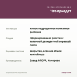 Традесканция Рео (Ладья Моисея) — что приедет