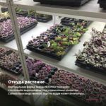 Традесканция Setcreasea Рurpurea (0,1л) — откуда растение: вертикальная ферма Завода ФЛОРА в Кемерово