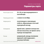 Традесканция Setcreasea Рurpurea (0,1л) — параметры сорта