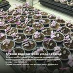 Традесканция Setcreasea Рurpurea (0,1л) — в таком виде растение уходит в заказ