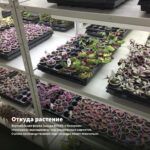 Традесканция Setcreasea Рurpurea — откуда растение: вертикальная ферма Завода ФЛОРА в Кемерово
