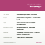 Традесканция Sillamontana (0,1л) — что приедет