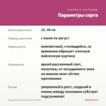 Традесканция Sillamontana (срез/3шт) — параметры сорта