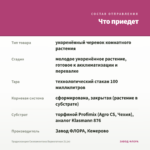 Традесканция Силламонтана Вариегатная (0,1л) — что приедет