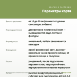 Традесканция Силламонтана Вариегатная (0,1л) — параметры сорта