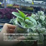 Традесканция Силламонтана Вариегатная (0,1л) — в таком виде растение уходит в заказ