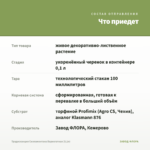 Традесканция Силламонтана Вариегатная (0,1л) — что приедет