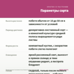 Традесканция Силламонтана Вариегатная (срез/2шт) — параметры сорта
