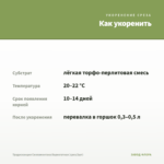 Традесканция Силламонтана Вариегатная (срез/2шт) — как укоренить черенок