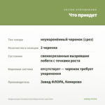 Традесканция Силламонтана Вариегатная (срез/2шт) — что приедет