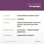 Традесканция Spring Splash (срез/3шт) — что приедет