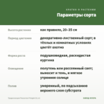 Традесканция Тинантия Pringlеi (0,1л) — параметры сорта
